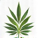 Pure Natural Ingredients Icon